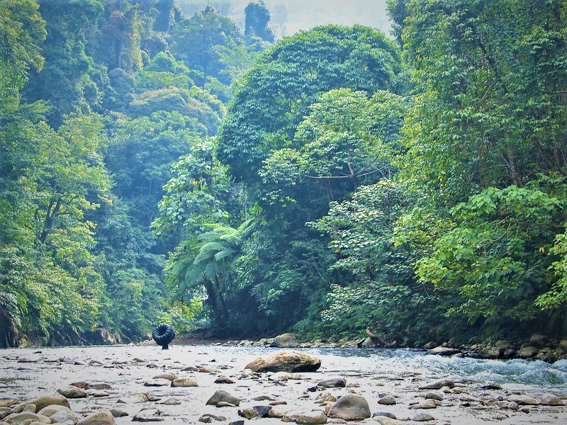 kondisi alam dan iklim fauna asiatis
