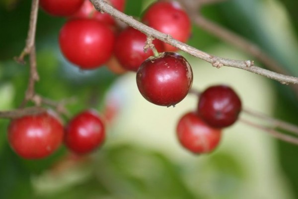 Buah Lobi-Lobi, memiliki kemiripan dengan buah ceri, kersen, dan plum