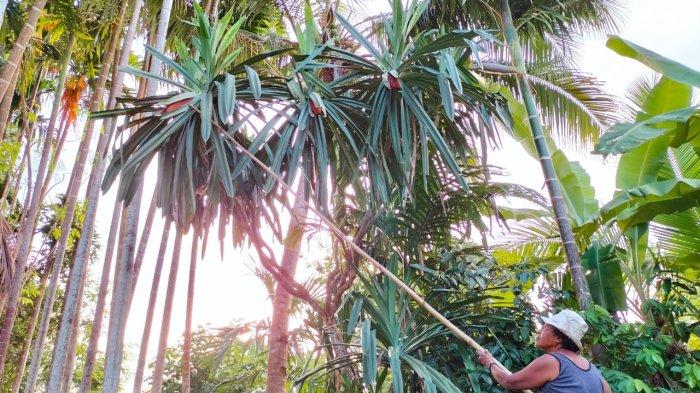 Pohon Buah Merah Papua yang seperti tanaman panda dengan kulit buahnya yang berwarna merah terang