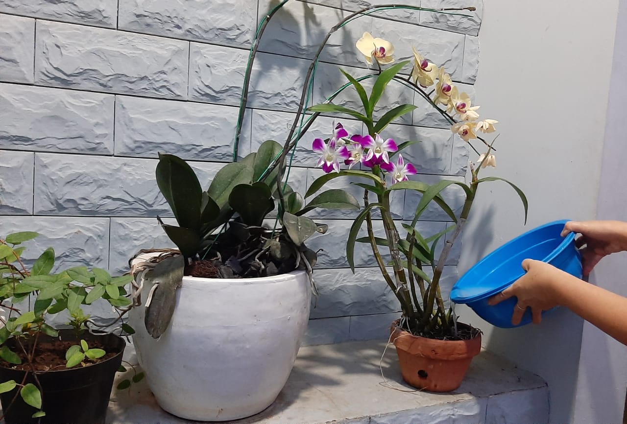 air cucian beras bermanfaat untuk tanaman (foto: vibizmedia.com)