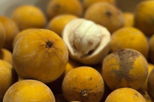 Buah Kecapi disebut sebagai buahnya orang betawi