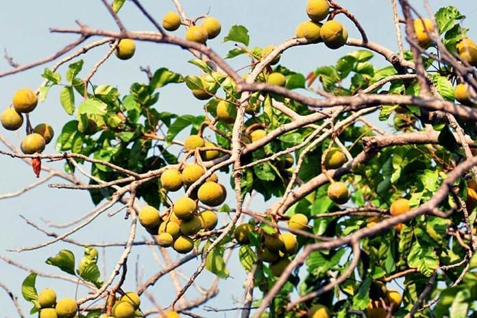 Pohon Kecapi yang dapat tumbuh di berbagai habitat