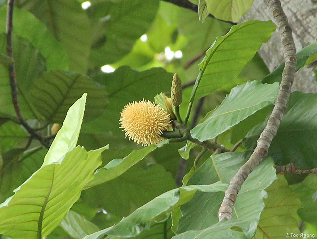 Pohon Buah Keledang yang tersebar di Kalimantan, Sumatra, dan negara Asia Tenggara lainnya