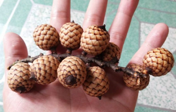 Habitat dan persebaran Buah Manau asal Indonesia