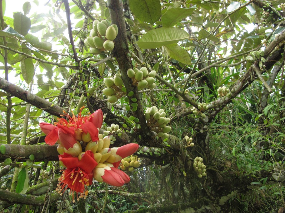 Habitat dan persebaran Buah Lai komoditi unggulan Kalimantan