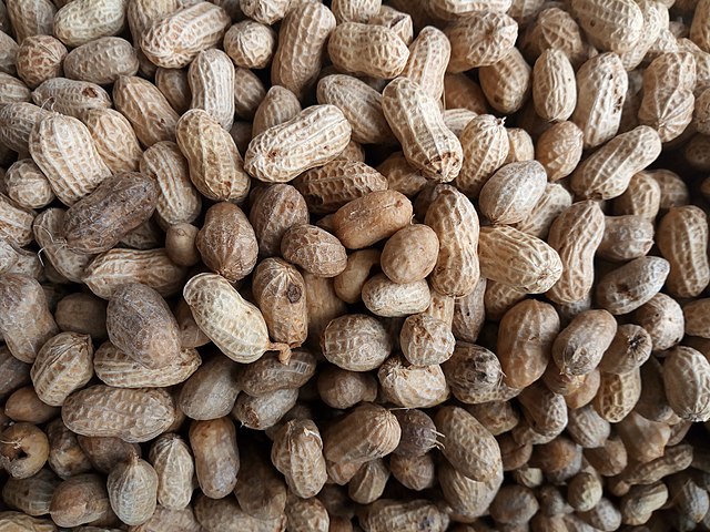 tanaman pangan kacang tanah