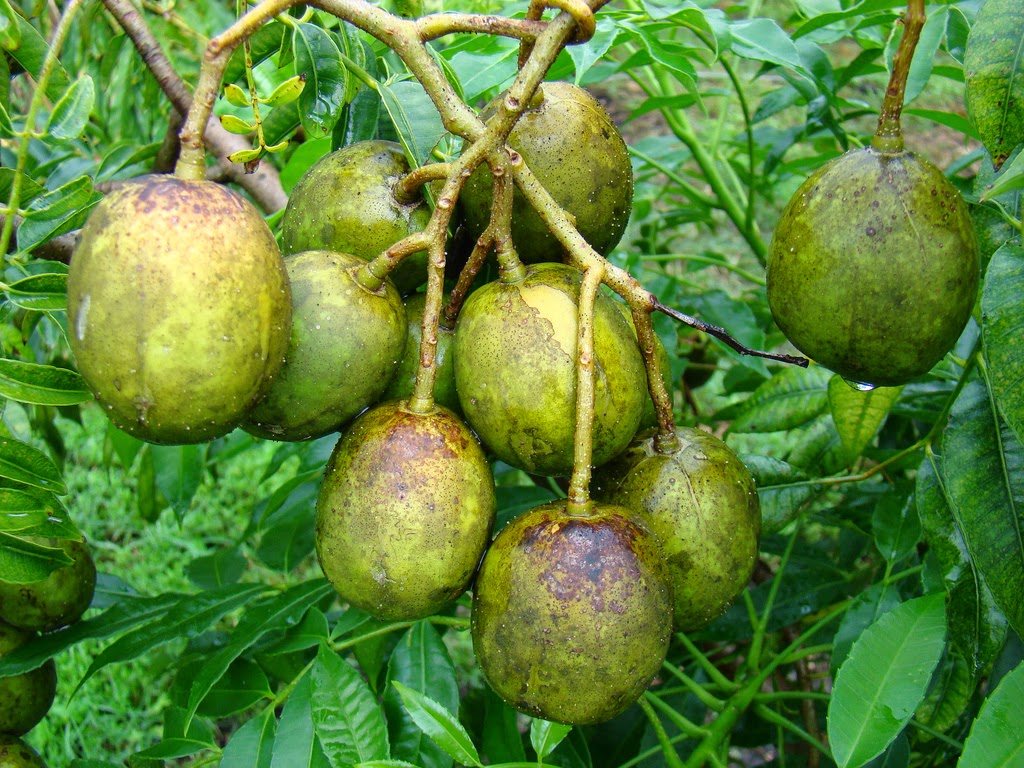 Buah Kedondong mirip dengan mangga muda dan biasa dijadikan rujak