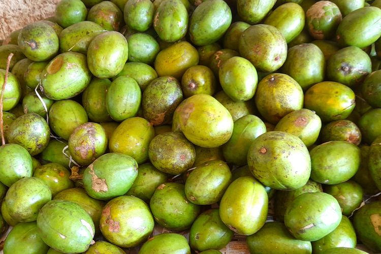 Buah Kedondong dapat dipanen saat sudah berumur satu setengah tahun dan buah yang matang berwarna hijau kekuningan