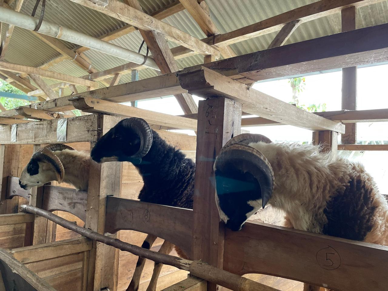 Ternak desa Suntenjaya | Dok. Siti Nur Arifa/GNFI