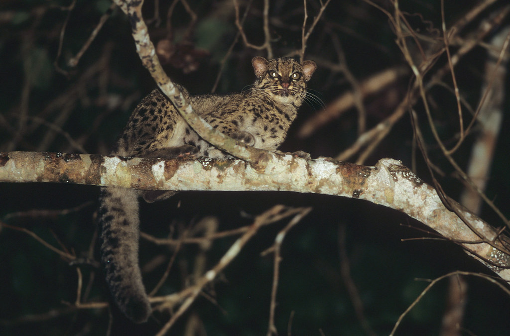Kucing Batu, kucing hutan asli Indonesia terlihat di Way Kambas Good News From Indonesia