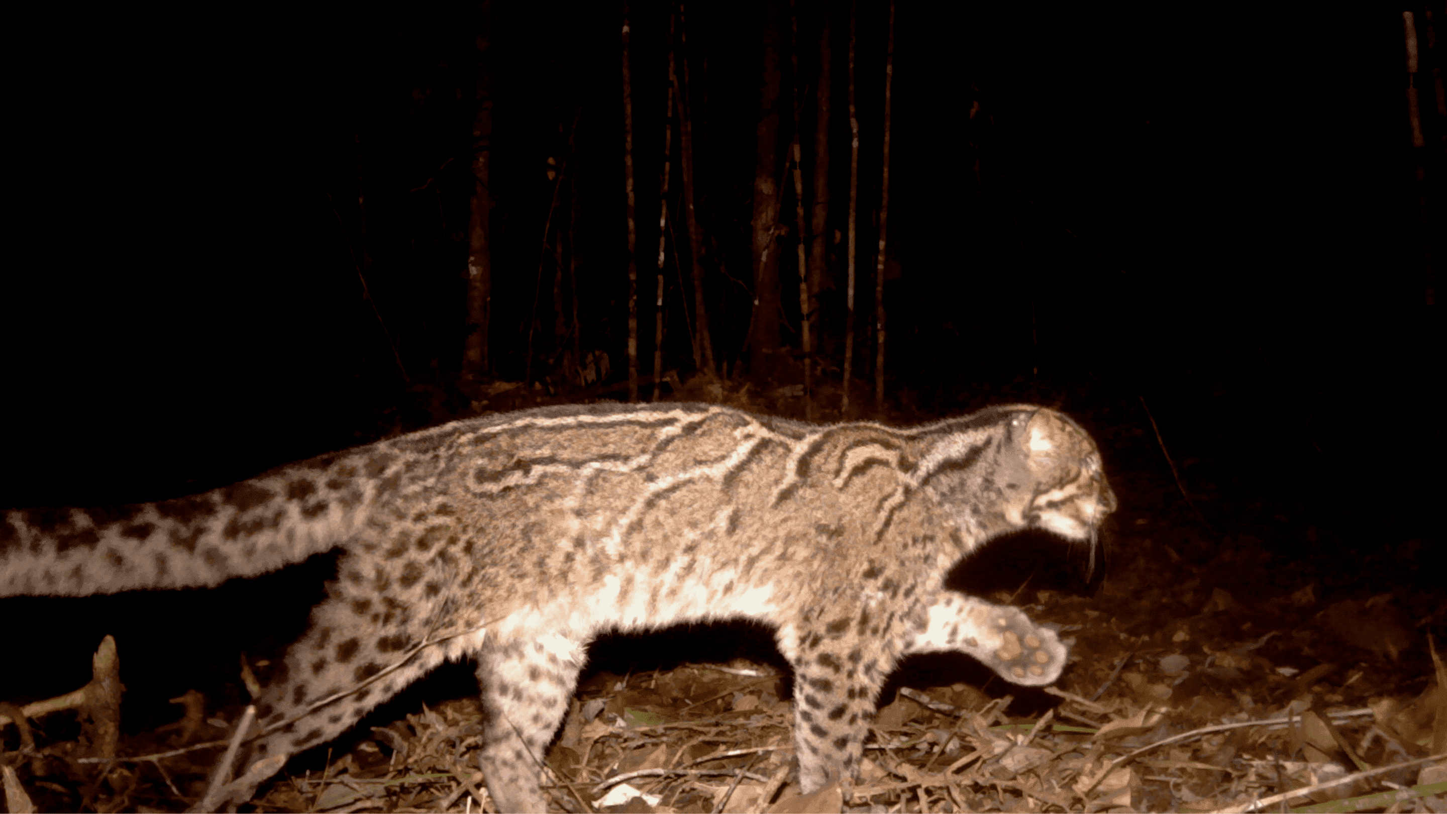 Kucing Batu, kucing hutan asli Indonesia yang mendiami hutan Kalimantan mirip dengan kucing dahan pada corak pola bulunya Good News From Indonesia