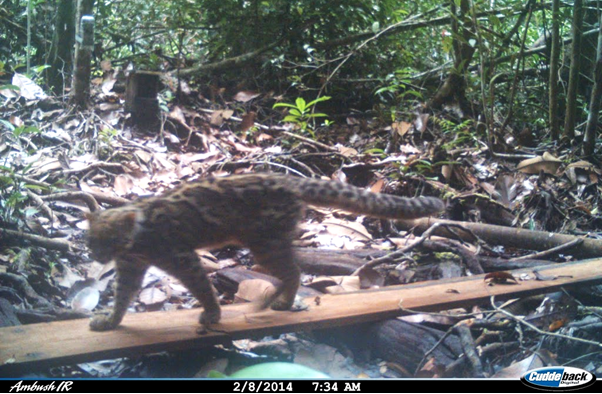 Kucing Batu, kucing hutan asli Indonesia saat ini statusnya menjadi hampir terancamp punah atau near threatened Good News From Indonesia