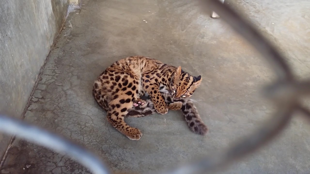 Kucing Batu, kucing hutan asli Indonesia menjadi sasaran pemburu liar untuk dikoleksi atau diambil kulitnya Good News From Indonesia