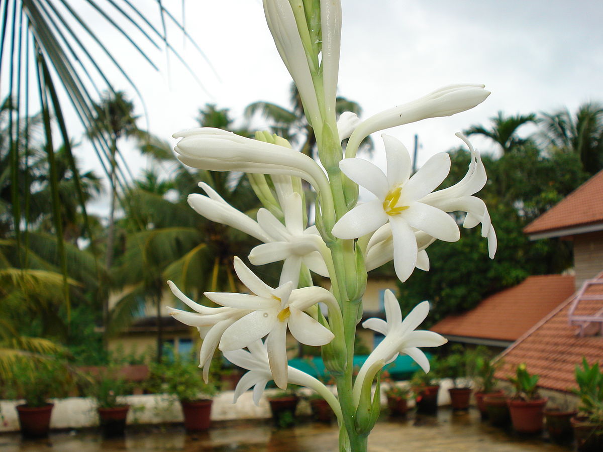 Bunga Sedap Malam (Polianthes tuberosa), bunga asal meksiko yang tersebar di Asia salah satunya Indonesia