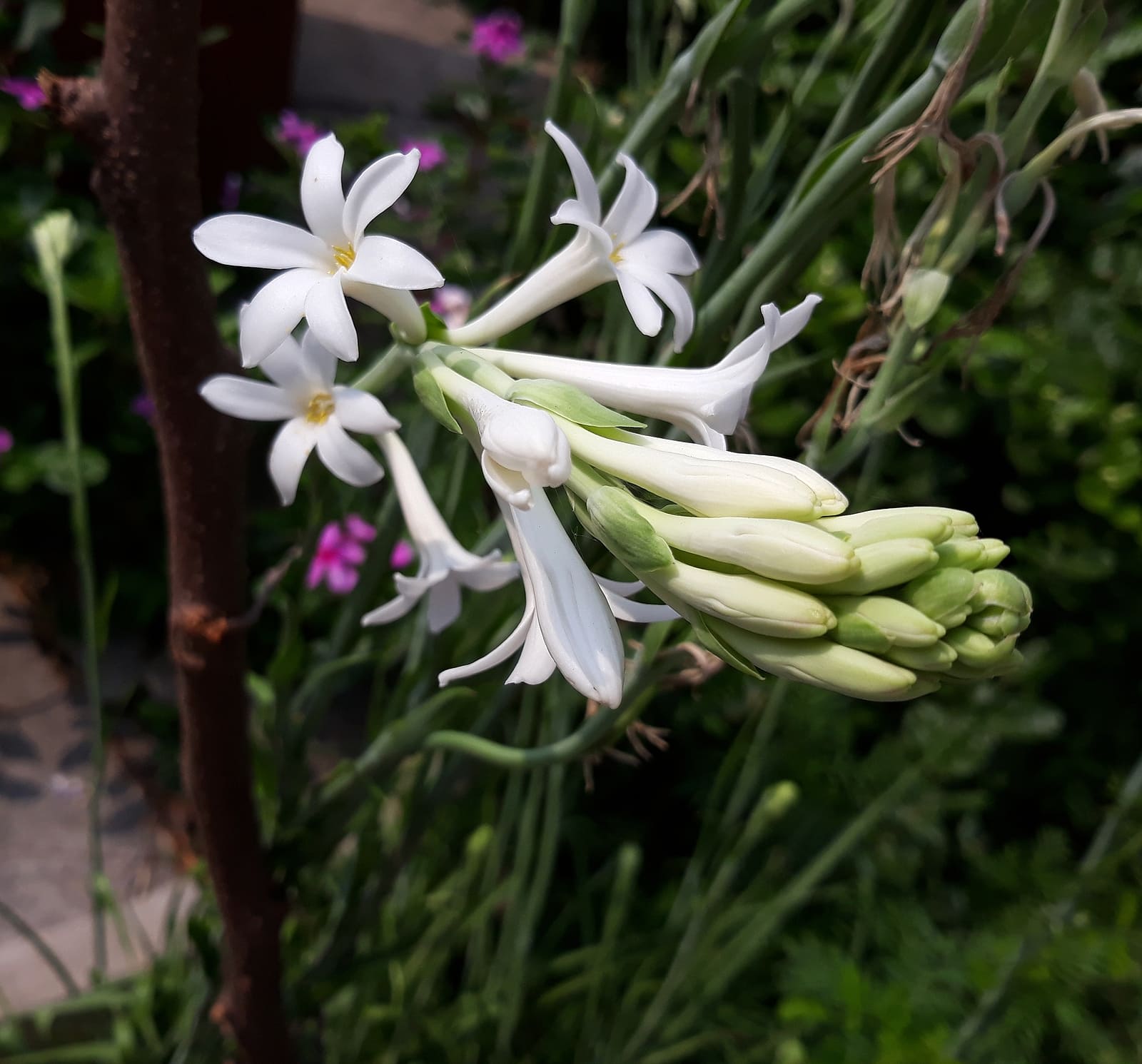 Bunga Sedap Malam (Polianthes tuberosa) yang suka mekar di malam hari