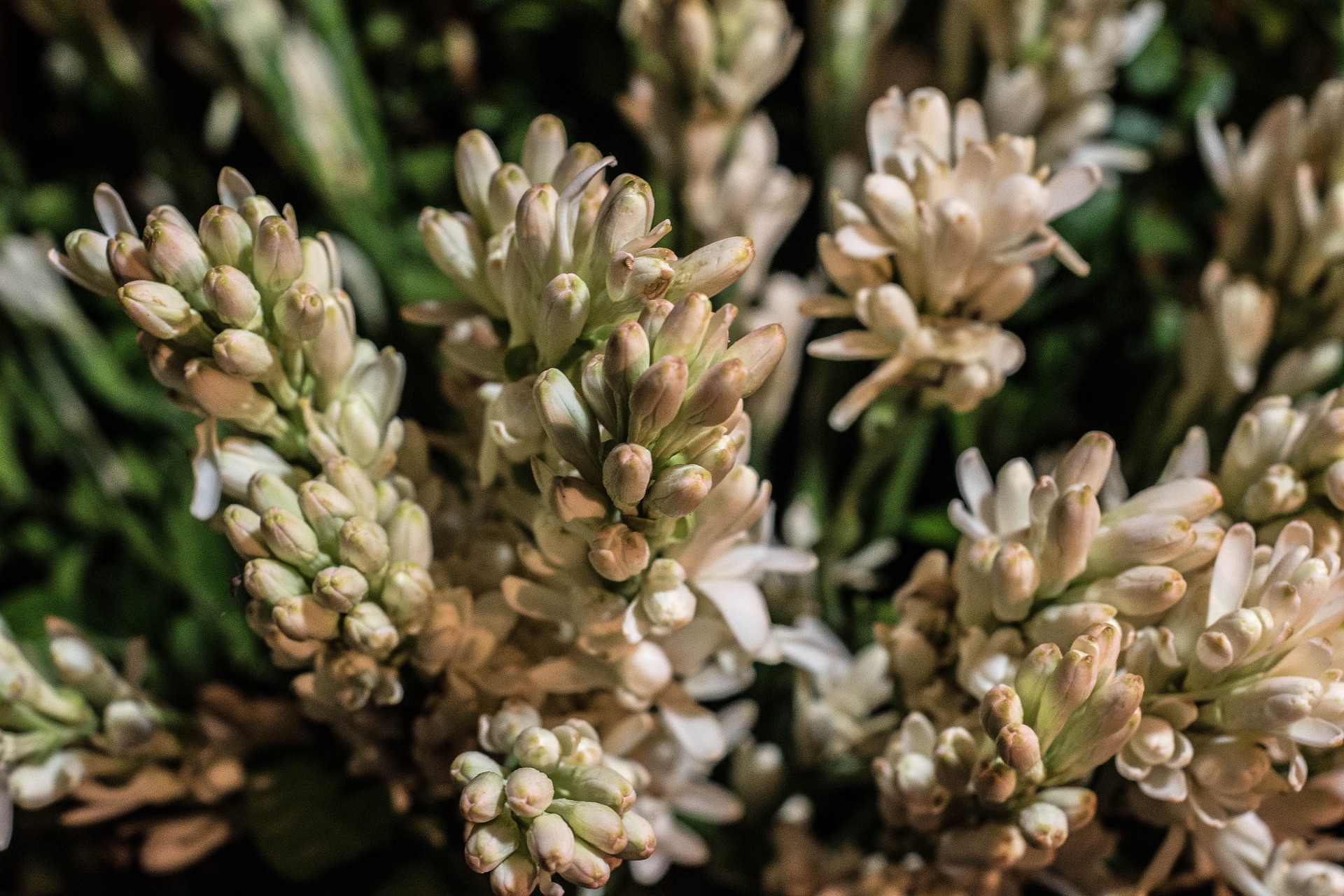 Mitos bunga Sedap Malam (Polianthes tuberosa), bunga yang memiliki kebiasaan mekar di malam hari