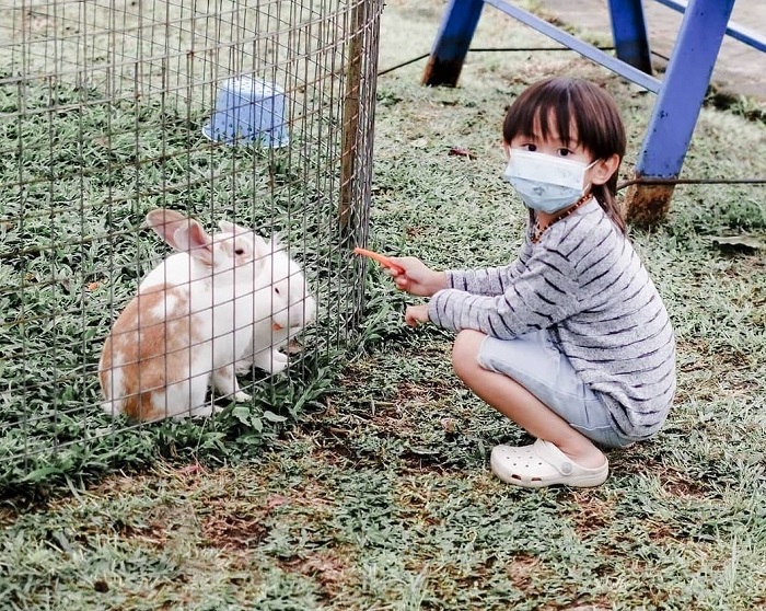 Umbul Sidomukti, wisata alam terbuka yang menyajikan memetik buah dan sayuran serta memberi makan kelinci, kambing, dan hewan di Little Ranch di Semarang Jawa Tengah Umbul Sidomukti, wisata alam terbuka yang menyajikan memetik buah dan sayuran serta memberi makan kelinci, kambing, dan hewan di Little Ranch di Semarang Jawa Tengah