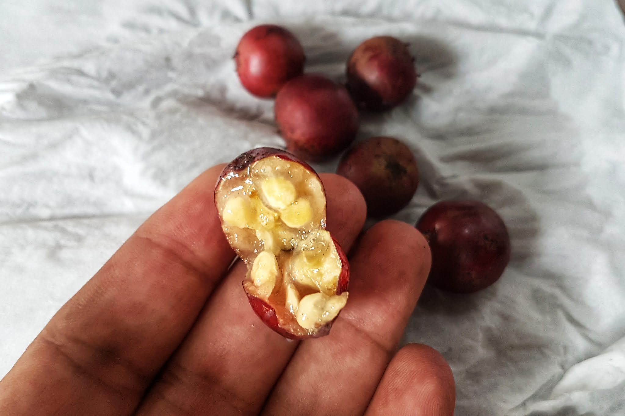 Buah Lobi-Lobi berwarna merah terang berbentuk bulat telur dan rasa yang asam