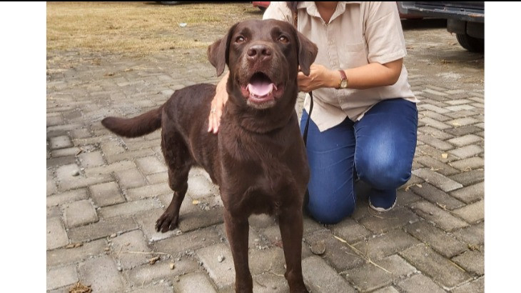 Coco, anjing Labrador Retriever
