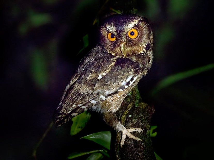Burung Hantu Celepuk Jawa, spesies burung hantu kecil dibandingkan burung hantu lainnya