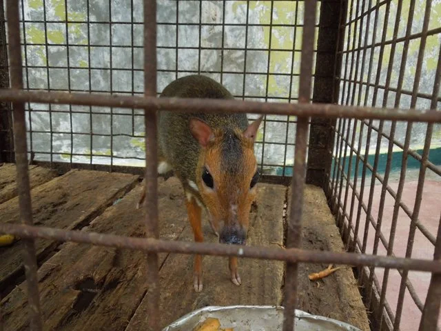 Pelanduk Kancil, spesies pelanduk terkecil di dunia asal yang dilindungi dan termasuk satwa langka