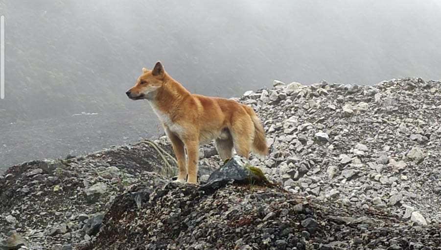 Anjing Bernyanyi Papua atau Canis familiaris hallstromi yang pernah dinyatakan punah memiliki tubuh lebih kecil dibanding jenis anjing hutan lainnya