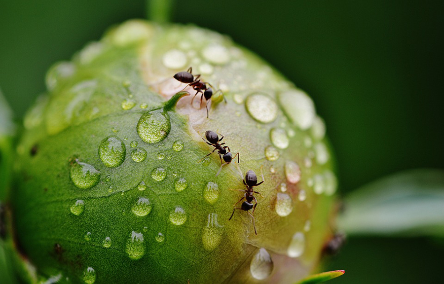Semut hidup berkoloni dan merupakan serangga sosial. Foto: Unsplash/Alexas_Fotos/Public Domain