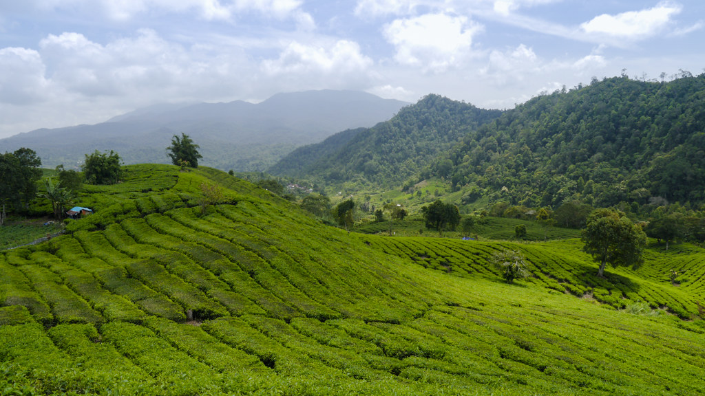 Kebun Teh Alahan Panjang Solok Sumatera Barat @live.staticflickr.com