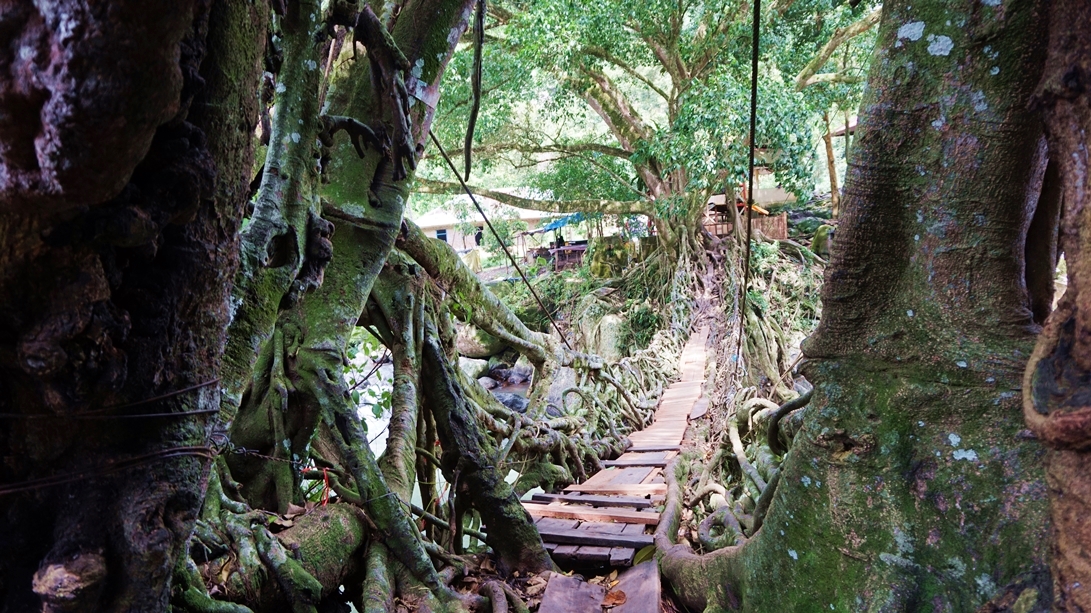 Jembatan Akar