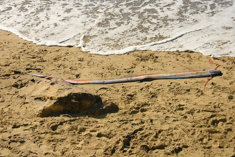 Oarfish | darrellrae/flickr