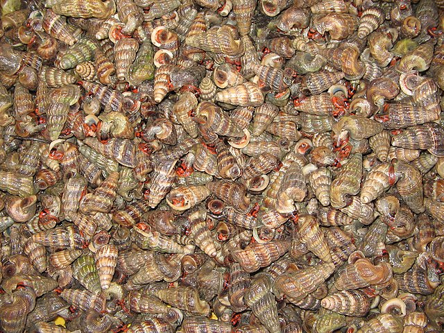 Siput isap| Wikimedia CommonsC