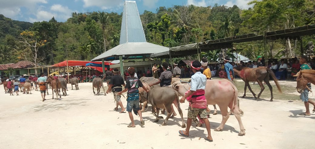 Proses pengantaran belis kepada pihak perempuan| Foto: SERGAP.CO.ID