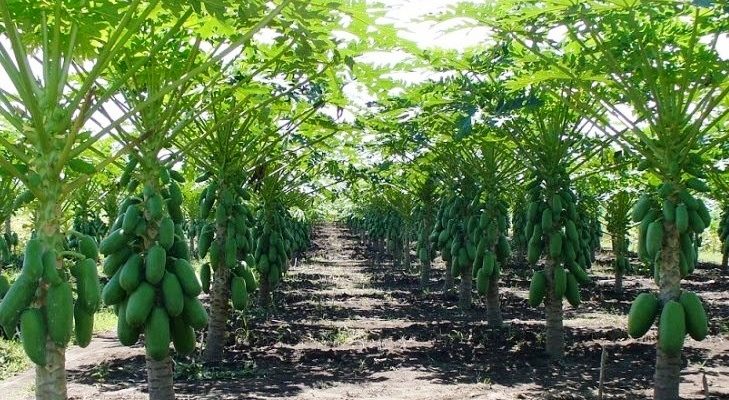 Pohon Pepaya | Foto: Dinas Pertanian dan Pangan Kabupaten Demak