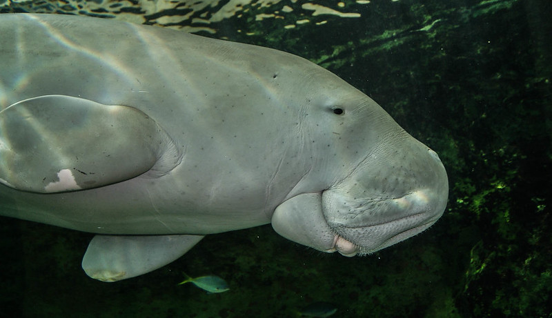 dugong merupakan salah satu hewan langka di indonesia