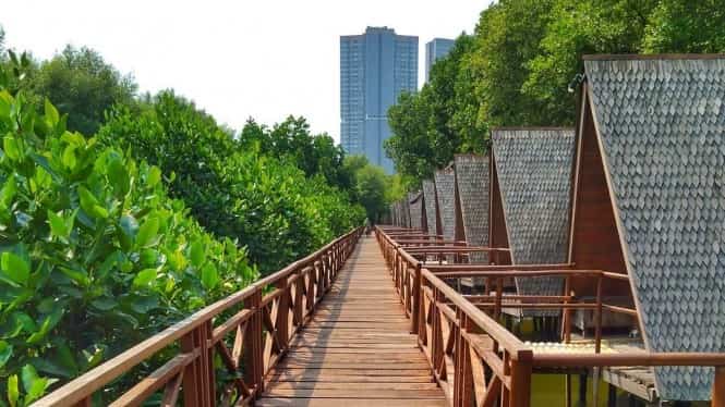 Wisata Alam Mangrove | Phinemo.com