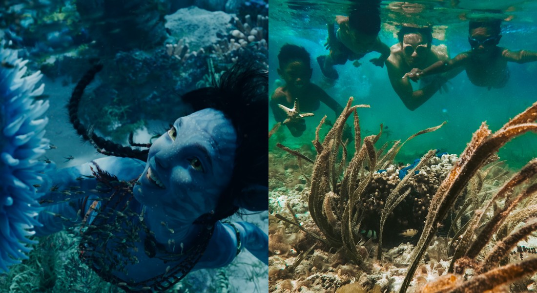 Gambaran kemampuan menyelam suku Metkayina dan suku Bajo | Kolase: Avatar Wiki Fandom, Bastian AS/Shutterstock