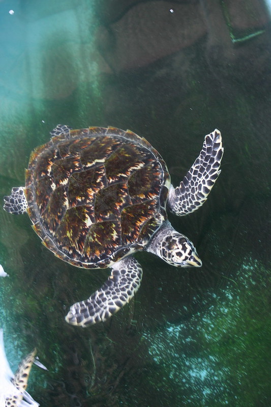 penyu sisik pulau berhala