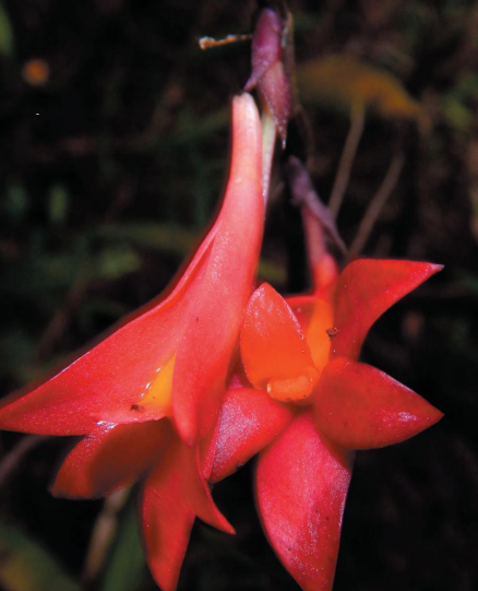 Anggrek Wuryae | Foto: OrchideenJournal Vol. 10 • 1