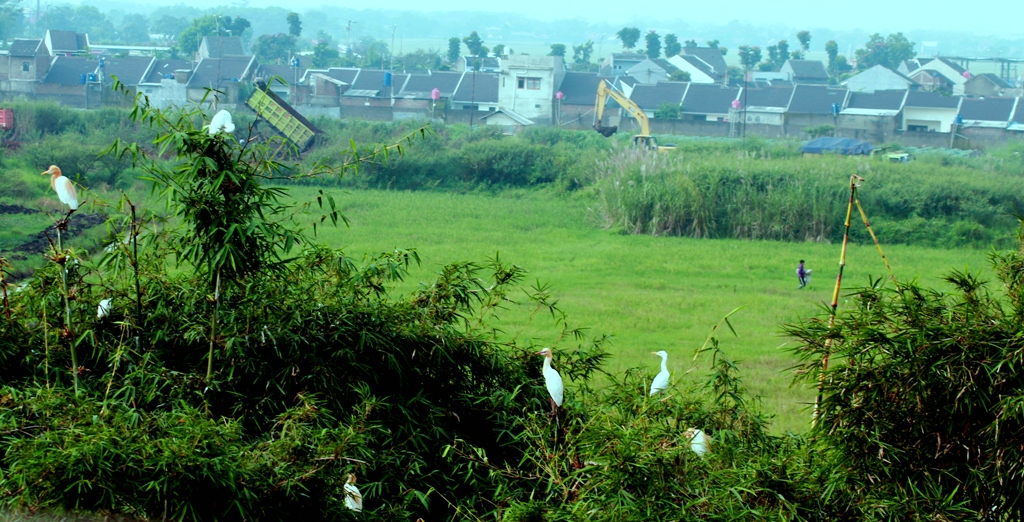 Kampung Blekok Rancabayawak | Foto: mongabay.co.id