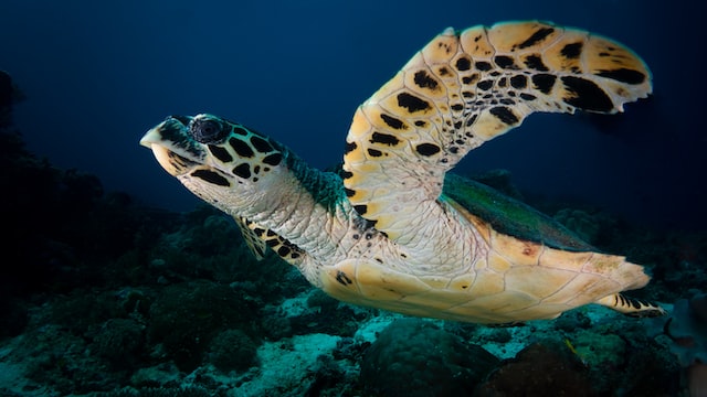 keunikan raja ampat dan sejarah