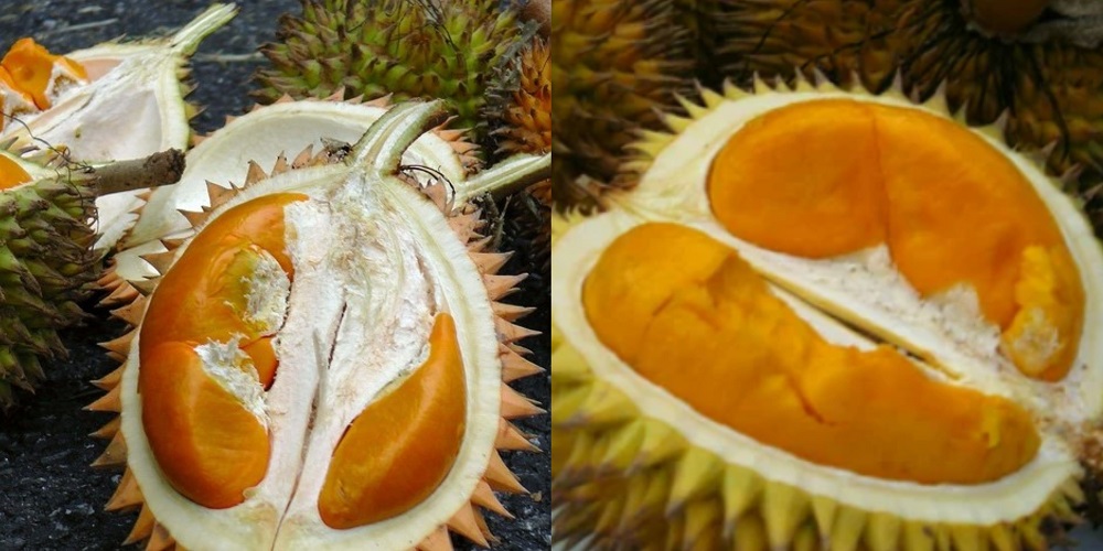 durian terbaik di kalimantan barat