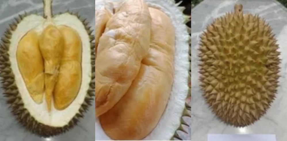 duriang terbaik kalimantan jenis-jenisnya