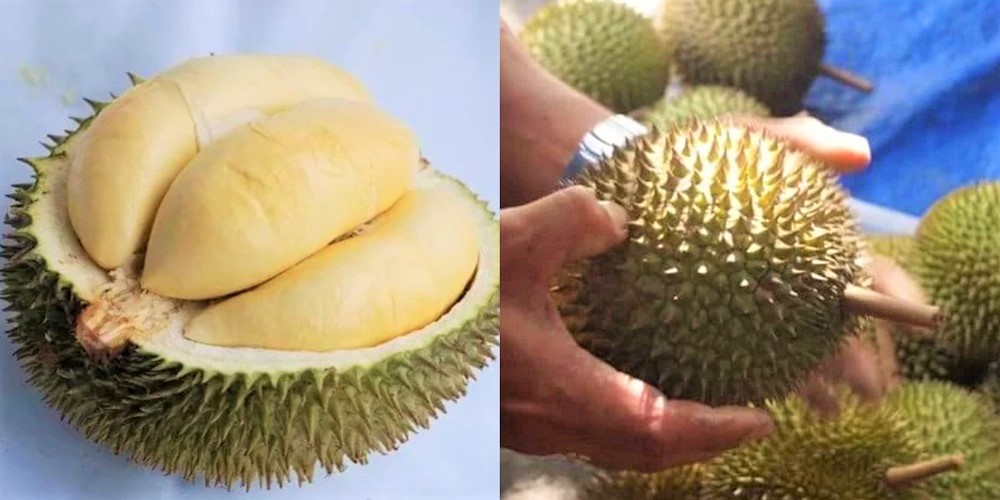 durian terbaik dikalbar