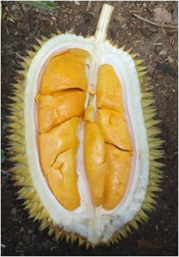durian unggulan kalbar