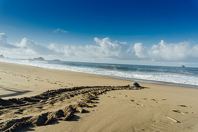 Fakta unik penyu hijau