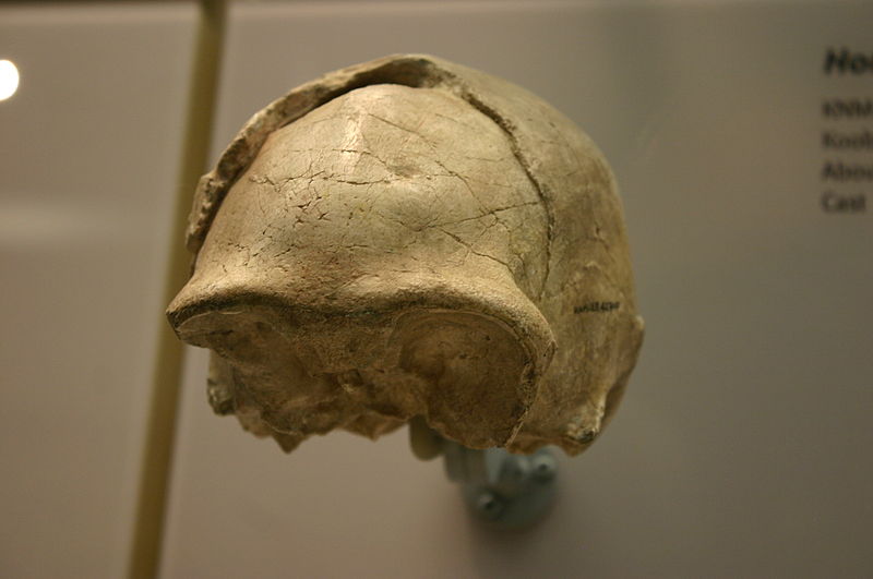manusia purba dari solo ciri, sejarah, museum, habitat, kebudayaan