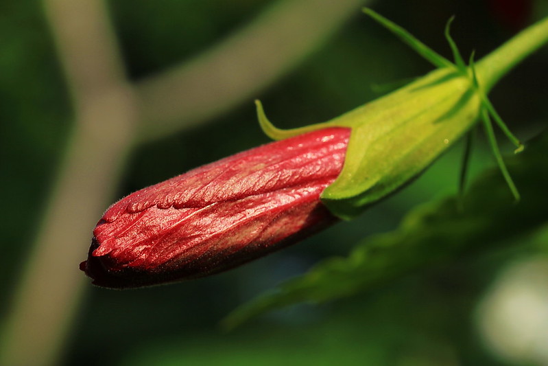 bagian bagian bunga dan fungsinya