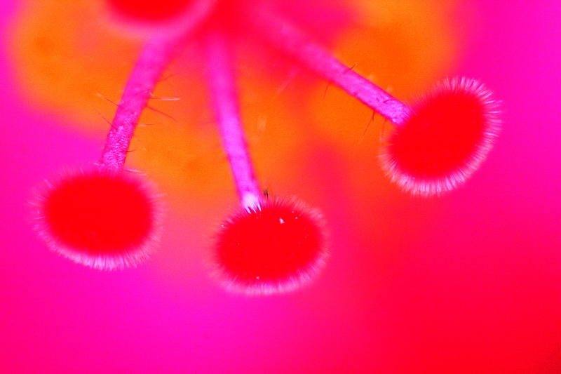 bagian bagian bunga putik