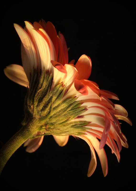 tangkai bunga peduncle