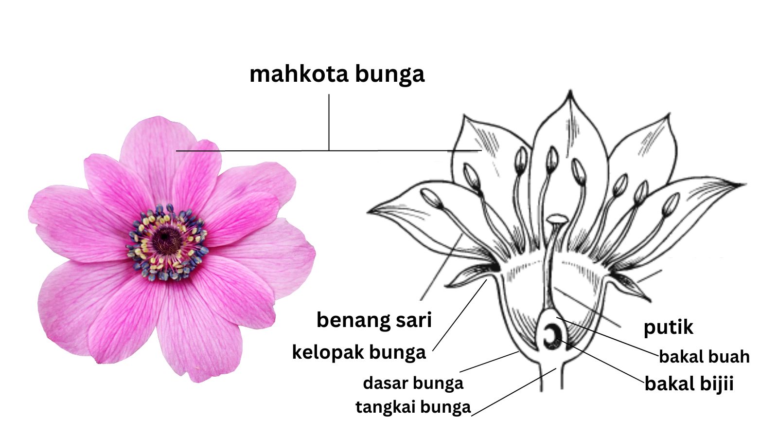 Mengenal Bagian-Bagian Bunga: Struktur, Fungsi, dan Contoh Gambarnya